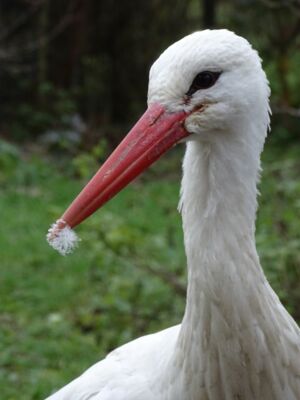 Portrait Weißstorch vor Wiese